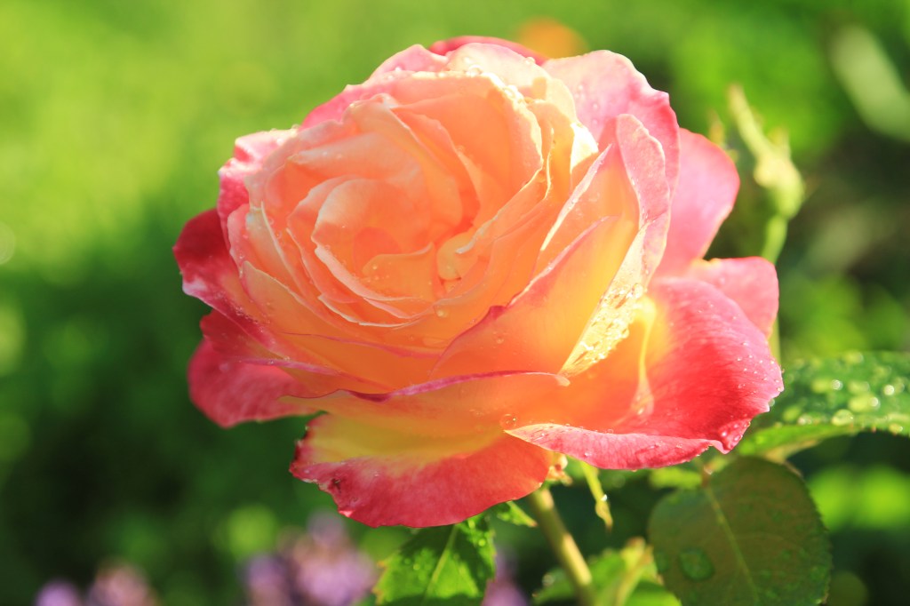 Dieses Bild hat ein leeres alt-Attribut; sein Dateiname ist img_0421.jpg.